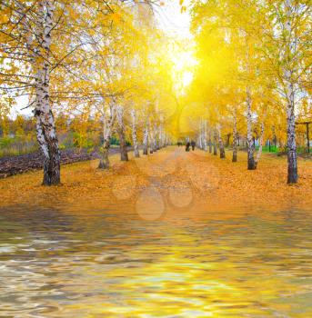 Royalty Free Photo of a Forest in Autumn 