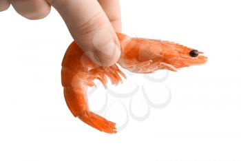 Royalty Free Photo of a Hand Holding Shrimp