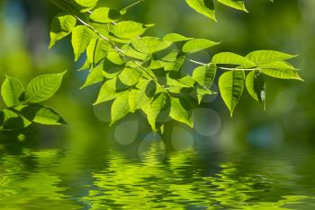 Royalty Free Photo of a Branch Above Water