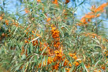 Royalty Free Photo of Branches of Sea-buckthorn With Berries