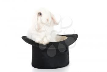 White rabbit at black hat isolated on a white background