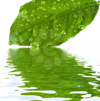 Royalty Free Photo of Green Leaves Above Water