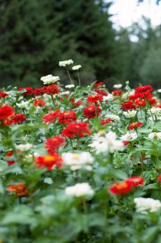 Royalty Free Photo of a Flowerbed