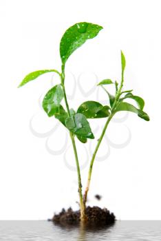 Royalty Free Photo of a Plant in Dirt