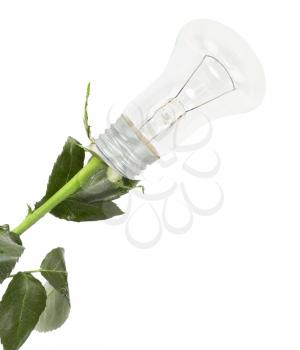 Royalty Free Photo of a Light Bulb Flower