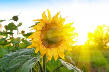 beautiful sunflowers at field with blue sky and sunburst