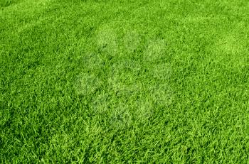 Photo of the beautiful green grass texture