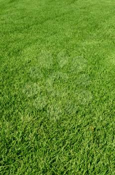 Photo of the beautiful green grass texture