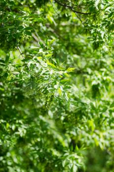 Photo of beautiful green leaves background. Selective focus