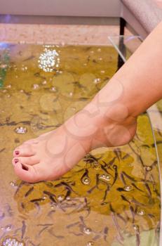 Fish spa pedicure wellness skin care treatment