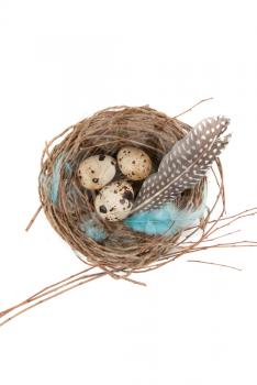 quail eggs in nest on a white for easter