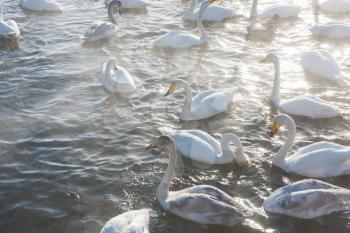 Beautiful white whooping swans swimming in the nonfreezing winter lake. The place of wintering of swans, Altay, Siberia, Russia.