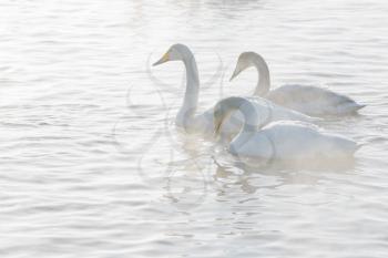 Beautiful white whooping swans swimming in the nonfreezing winter lake. The place of wintering of swans, Altay, Siberia, Russia.