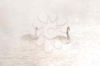 Beautiful white whooping swans swimming in the nonfreezing winter lake. The place of wintering of swans, Altay, Siberia, Russia.