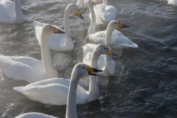 Beautiful white whooping swans swimming in the nonfreezing winter lake. The place of wintering of swans, Altay, Siberia, Russia.