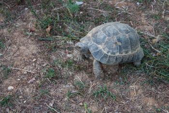 Photo of the turtle on the land