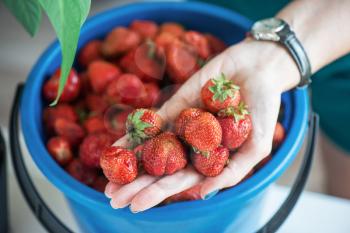 A bucket of ripe delicious strawberries, and woman hand hold berry