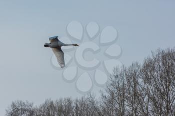 Flying white whooping swan, Altay, Siberia, Russia.