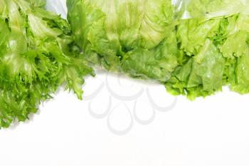Green lettuce group set on white background