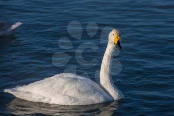 Beautiful white whooping swans swimming in the nonfreezing winter lake. The place of wintering of swans, Altay, Siberia, Russia.