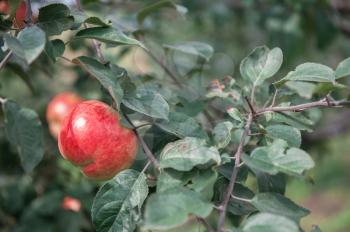 Apple tree with apples, organic natural fruits in garden