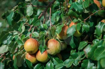 Pear tree with pears, organic natural fruits in a garden