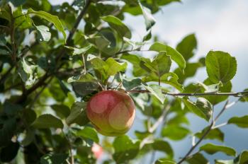 Apple tree with apples, organic natural fruits