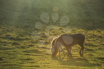 Horse in front of the sunrise. Beauty summer morning in Altai mountains. Green meadows, purity air