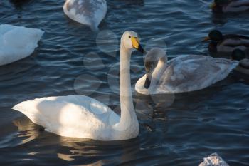 Beautiful white whooping swans swimming in the nonfreezing winter lake. The place of wintering of swans, Altay, Siberia, Russia.