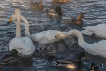 Beautiful white whooping swans swimming in the nonfreezing winter lake. The place of wintering of swans, Altay, Siberia, Russia.