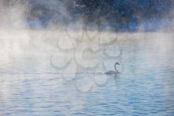 Whooper swans swimming in the lake, Altai, Russia