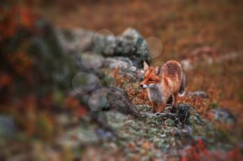 Curious red fox in its natural habitat. Altai nature reserve