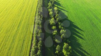 4K aerial of flying over a beautiful green and yellow rapeseed meadow in a rural landscape, in summer day
