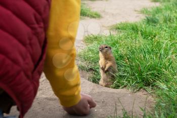 Boy hand feeding gopher in the summer park