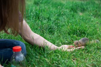 Woman hand feeding gopher in the summer park