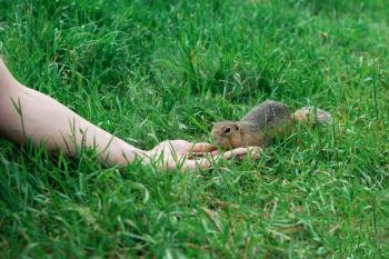 Woman hand feeding gopher in the summer park