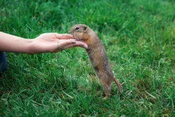 Woman hand feeding gopher in the summer park