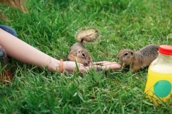 Woman hand feeding gopher in the summer park