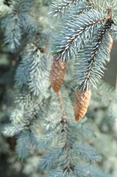 Close-up of blue fir tree branches