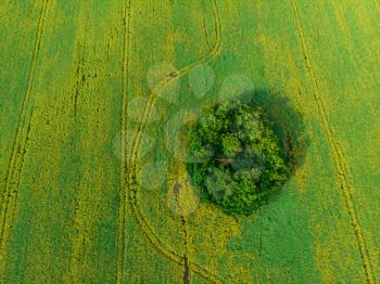 Aerial view of cultivated rapeseed field from drone pov