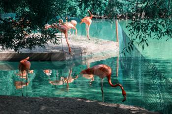 Pink flamingos walking in the water with reflections -Phoenicopterus roseus-