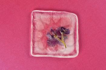 Beautiful violet flowers frozen at ice