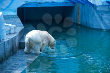 White bear photo at zoo