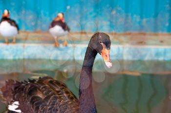 Swimming on water black swan