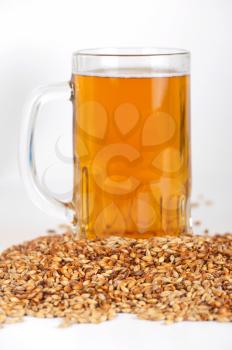 beer glass at malt grains on white background