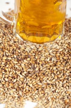 beer glass at malt grains on white background