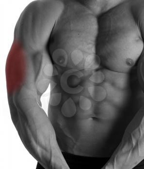 Muscular male torso with triceps selected on white background