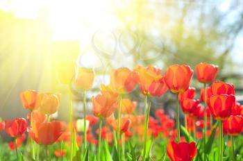 Field of red colored tulips with starburst sun