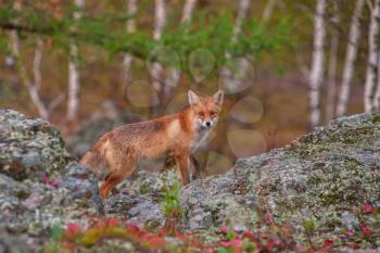 Red fox in autumn taiga