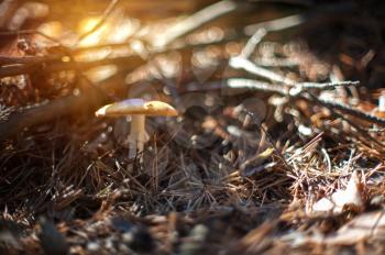 Forest mushroom. Art photo with shallow depth of field and bokeh